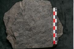 Foto (Detailansicht) von Plantae indet.  (NHMW-GEO-2024-0188-11494)